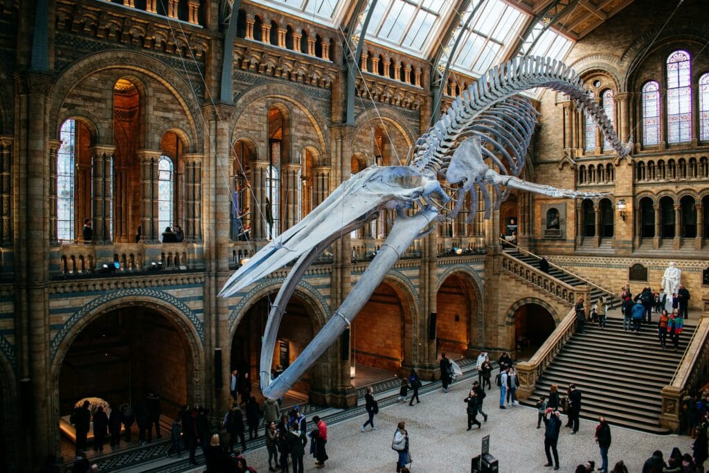A stunning view of the Natural History Museum in London, showcasing its architectural beauty and vibrant visitor activity. MX Lettings Property Managers London